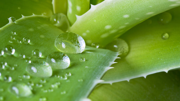 H2-Aloe! 5 Most-Loved Skin Benefits of Certified Organic Aloe Vera